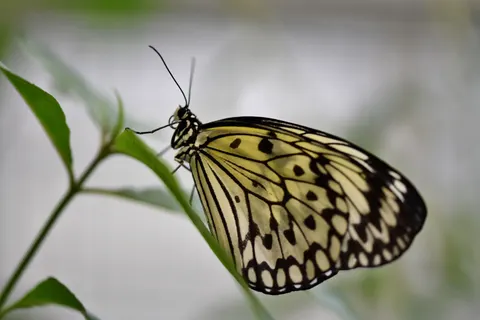 Butterfly 4K Wallpaper · animals · 3840×2560