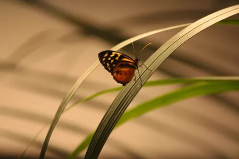 Vlinder 4K-achtergrond · animals · 3840×2560
