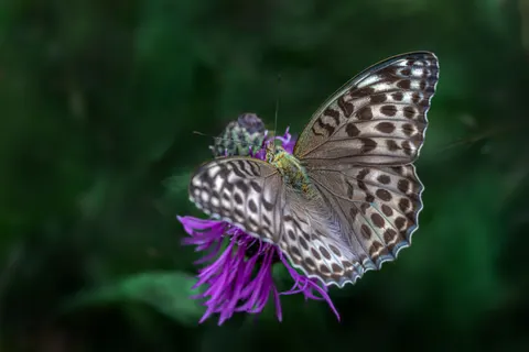 Butterfly 4K Wallpaper · animals · 3840×2560