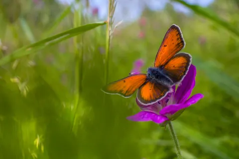 Schmetterling 4K Hintergrundbild · animals · 3840×2564