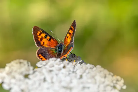 Kelebek 4K Duvar Kağıdı · animals · 3840×2560