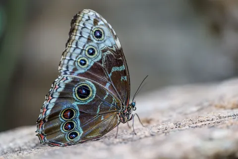 Papel de parede Borboleta 4K · animals · 3840×2561
