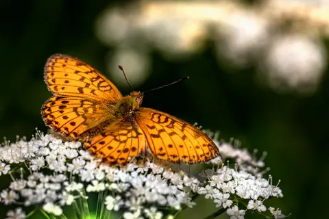 Butterfly 4K Wallpaper · animals · 3840×2560