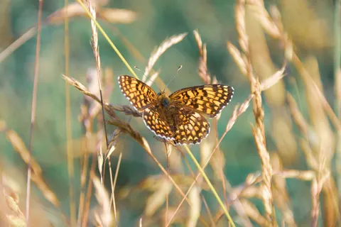 Fond d'écran Papillon 4K · animals · 3840×2560