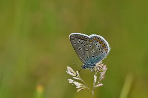 Butterfly 4K Wallpaper · animals · 3840×2560