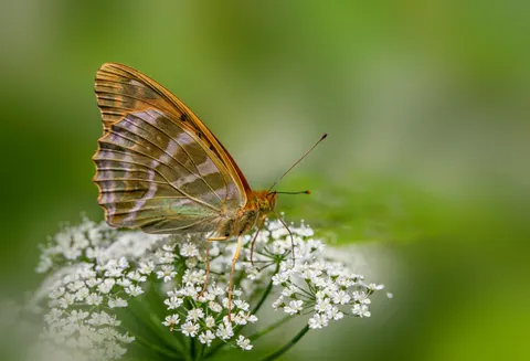 Butterfly 4K Wallpaper · animals · 3840×2617