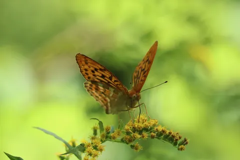 Butterfly 4K Wallpaper · animals · 3840×2560