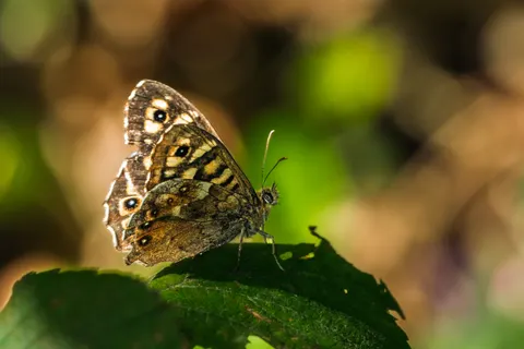 Butterfly 4K Wallpaper · animals · 3840×2560