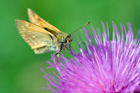 Butterfly 4K Wallpaper · animals · 3840×2558