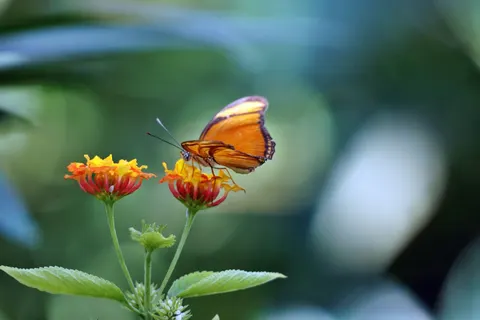 Butterfly 4K Wallpaper · animals · 3840×2560