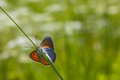 Butterfly 4K Wallpaper · animals · 3840×2560