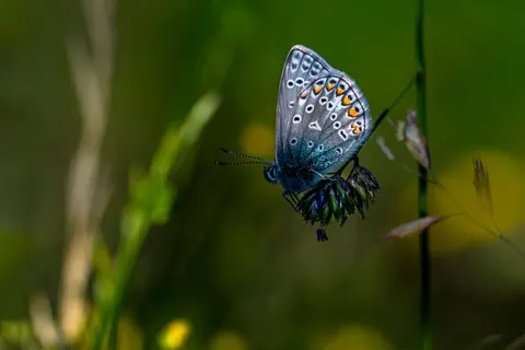 Butterfly 4K Wallpaper · animals · 3840×2560
