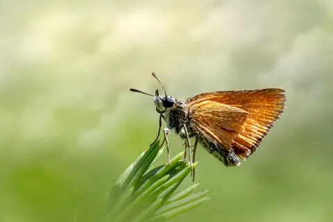 蝴蝶 4K桌布 · animals · 3840×2560