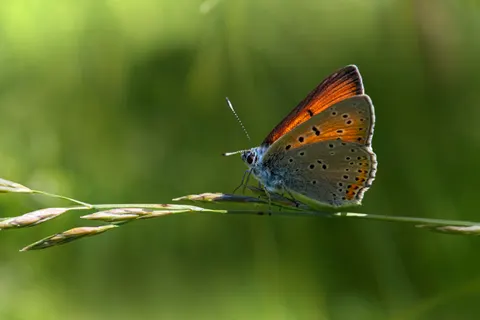 Butterfly 4K Wallpaper · animals · 3840×2560