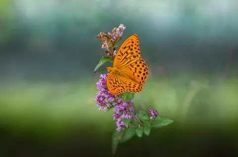خلفية فراشة بدقة 4K · animals · 3840×2538