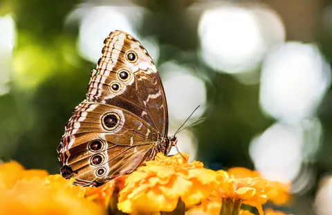 Butterfly 4K Wallpaper · animals · 3840×2489