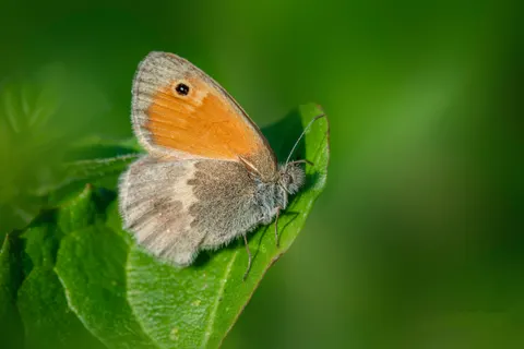 Schmetterling 4K Hintergrundbild · animals · 3840×2560