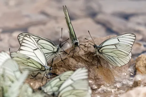 Fond d'écran Papillon 4K · animals · 3840×2561