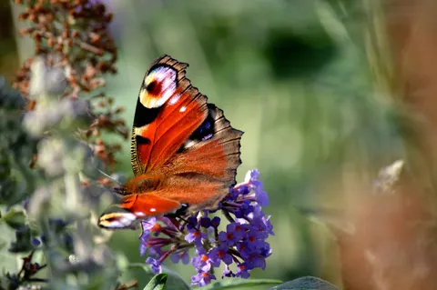 Butterfly 4K Wallpaper · animals · 3840×2553