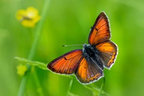 Butterfly 4K Wallpaper · animals · 3840×2560