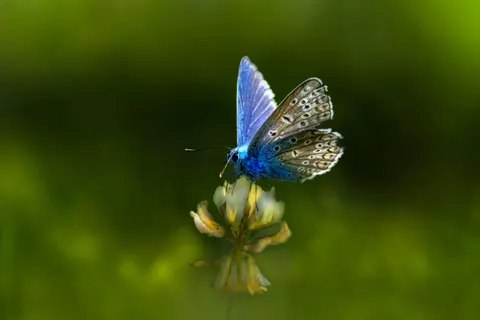 Schmetterling 4K Hintergrundbild · animals · 3840×2560