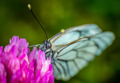Butterfly 4K Wallpaper · animals · 3840×2653