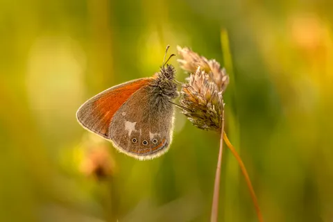 Butterfly 4K Wallpaper · animals · 3840×2560