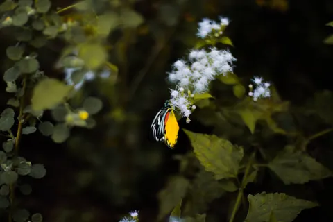 Butterfly 4K Wallpaper · animals · 3840×2560