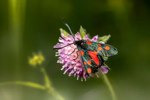 Wallpaper Kupu-kupu 4K · animals · 3840×2560