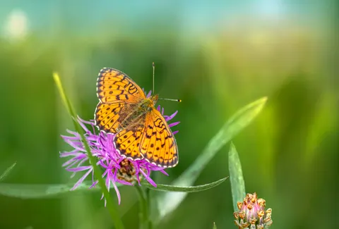 तितली 4K वॉलपेपर · animals · 3840×2596