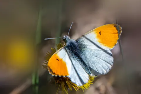 Butterfly 4K Wallpaper · animals · 3840×2561