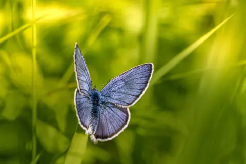 Sfondo Farfalla 4K · animals · 3840×2560