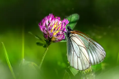 Butterfly 4K Wallpaper · animals · 3840×2560