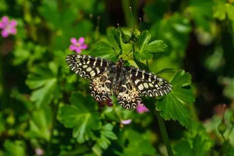 Butterfly 4K Wallpaper · animals · 3840×2560