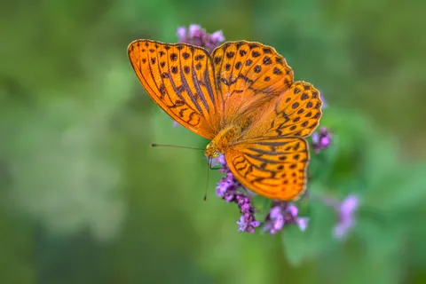 Sfondo Farfalla 4K · animals · 3840×2560
