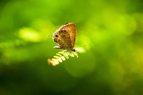 Wallpaper Kupu-kupu 4K · animals · 3840×2560
