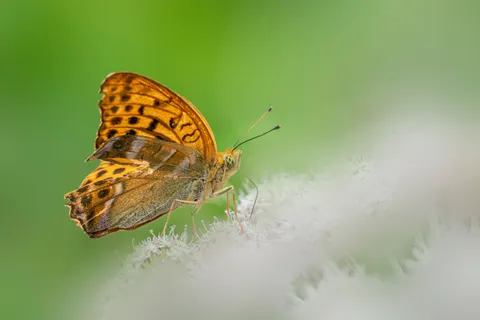 Schmetterling 4K Hintergrundbild · animals · 3840×2560