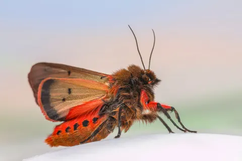 والپیپر پروانه با کیفیت 4K · animals · 3840×2557