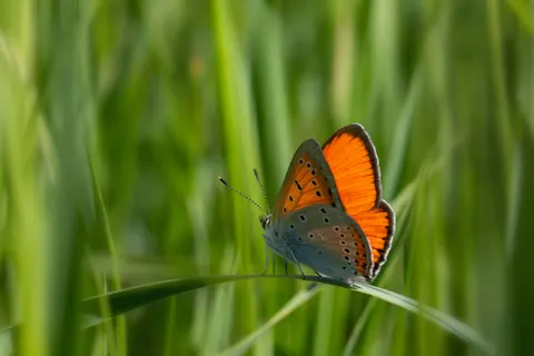 Butterfly 4K Wallpaper · animals · 3840×2560