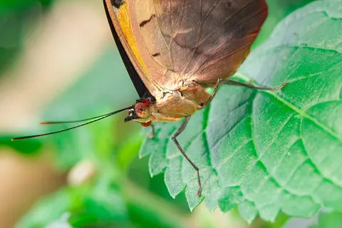 Butterfly 4K Wallpaper · animals · 3840×2564