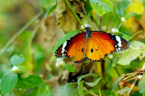 Vlinder 4K-achtergrond · animals · 3840×2560