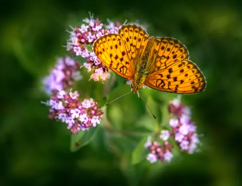 Vlinder 4K-achtergrond · animals · 3840×2958