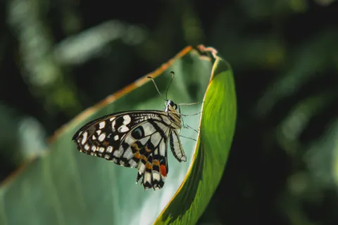 Sfondo Farfalla 4K · animals · 3840×2560