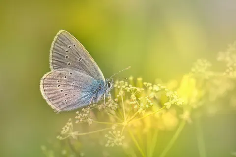 Обои Бабочка 4K · animals · 3840×2560