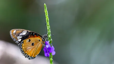 Butterfly 4K Wallpaper · animals · 3840×2160