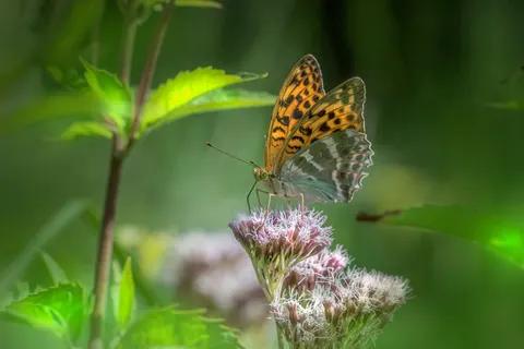 Butterfly 4K Wallpaper · animals · 3840×2560