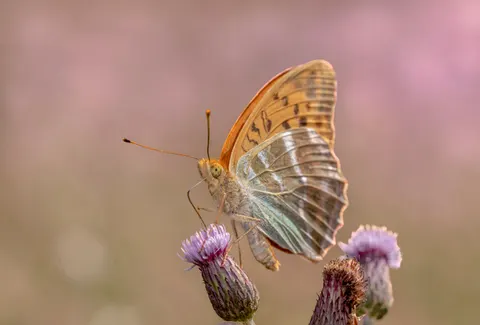 خلفية فراشة بدقة 4K · animals · 3840×2600