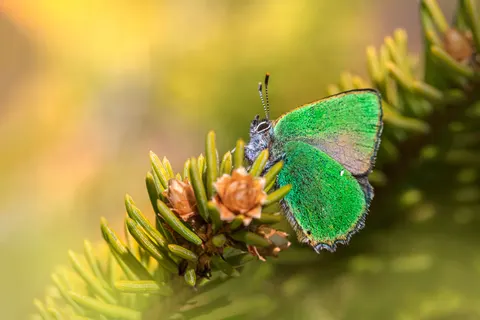 Butterfly 4K Wallpaper · animals · 3840×2560