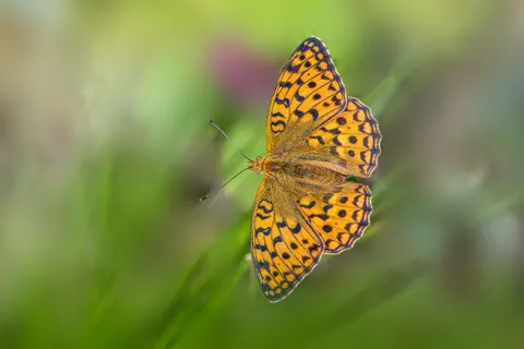 Sfondo Farfalla 4K · animals · 3840×2560