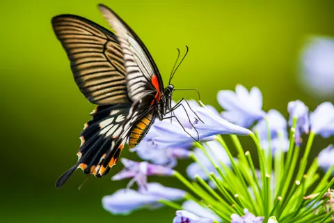 Butterfly 4K Wallpaper · animals · 3840×2563